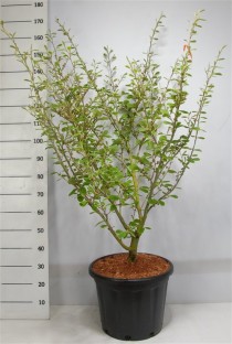 Hamamelis int. 'Arnold Promise'