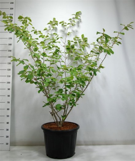 Hamamelis int. 'Westerstede'