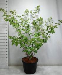 Hamamelis int. 'Westerstede'