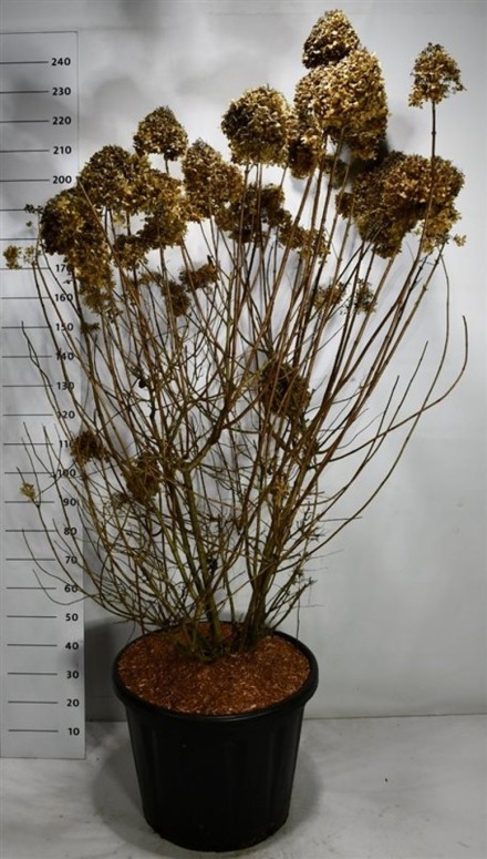 Hydrangea pan. 'Limelight'