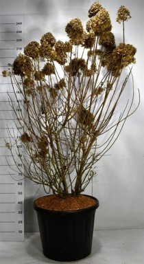 Hydrangea pan. 'Limelight'