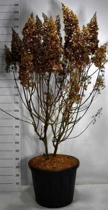 Hydrangea pan. 'Pinky Winky'