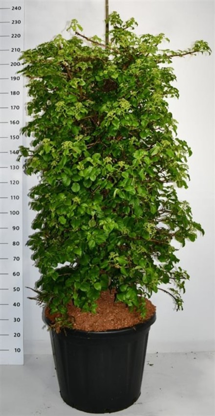 Hydrangea petiolaris