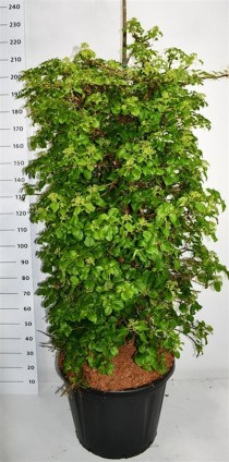 Hydrangea petiolaris