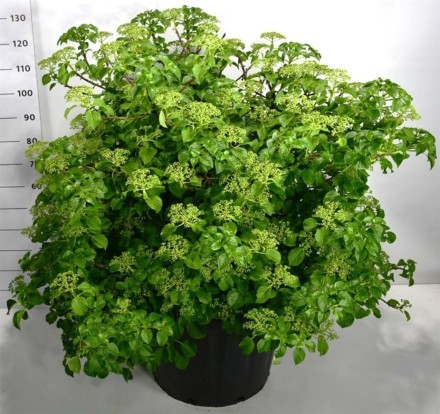 Hydrangea petiolaris