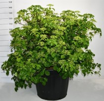 Hydrangea petiolaris