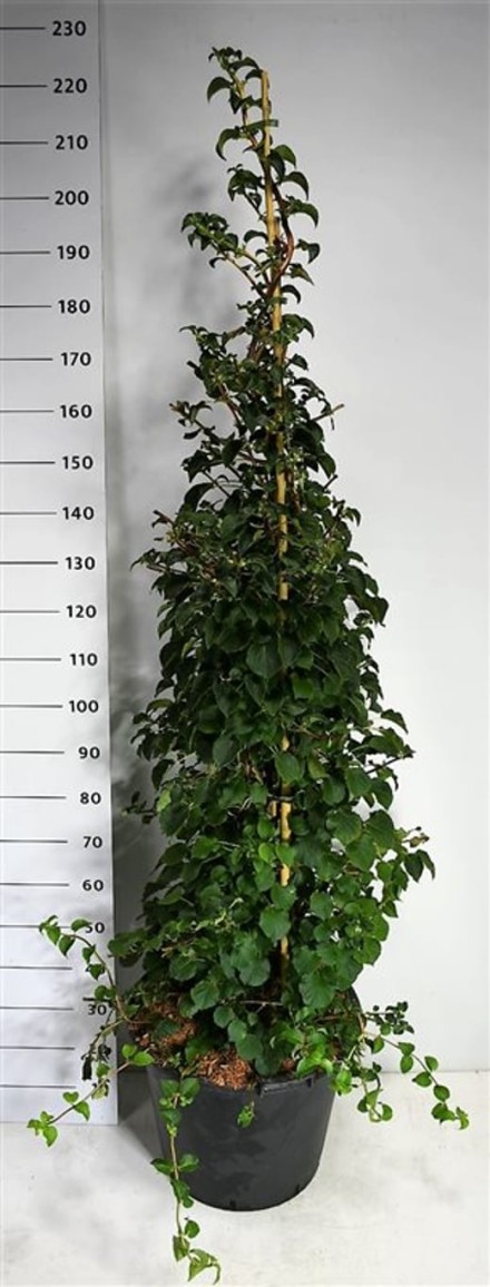 Hydrangea petiolaris