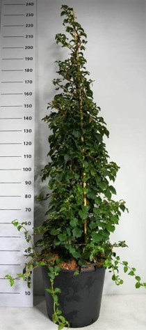 Hydrangea petiolaris