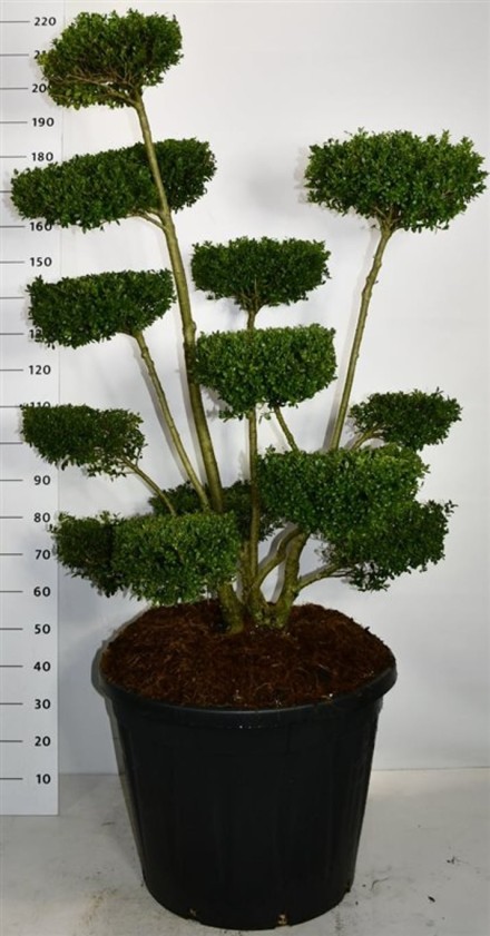 Ilex crenata 