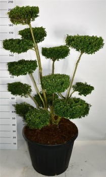 Ilex crenata 
