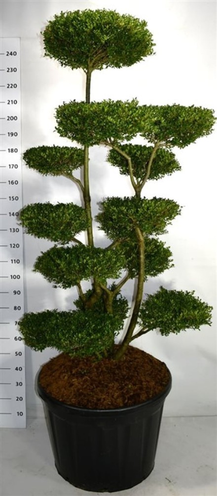 Ilex crenata 
