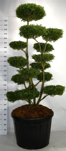 Ilex crenata 