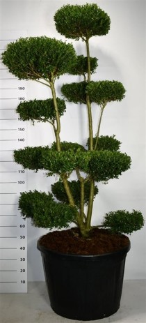 Ilex crenata 