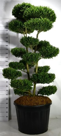 Ilex crenata 