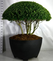 Ilex crenata 'Blondie'