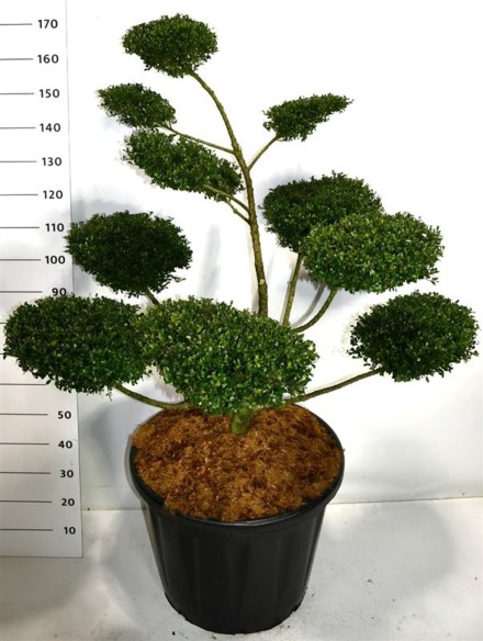 Ilex crenata 'Glory Gem'