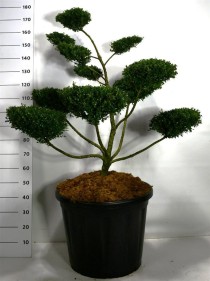 Ilex crenata 'Glory Gem'