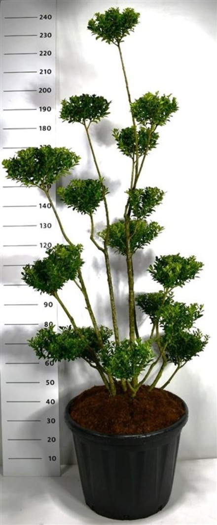 Ilex maximowicziana kanehirae