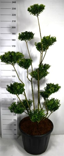 Ilex maximowicziana kanehirae