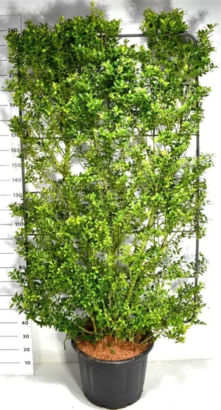 Ilex maximowicziana kanehirae