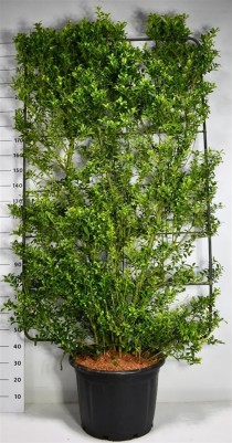 Ilex maximowicziana kanehirae