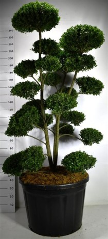 Ilex mutchagara