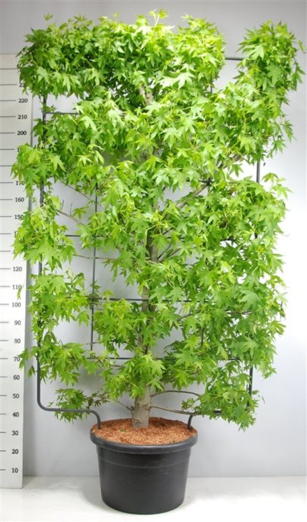 Liquidambar styraciflua