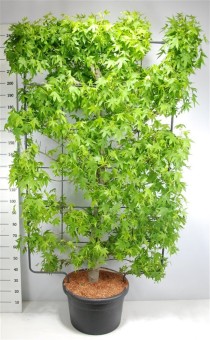 Liquidambar styraciflua