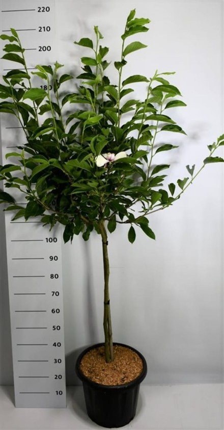 Magnolia soulangeana