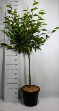 Magnolia soulangeana