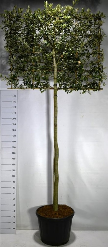 Quercus ilex