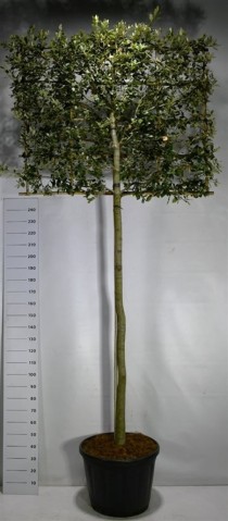 Quercus ilex