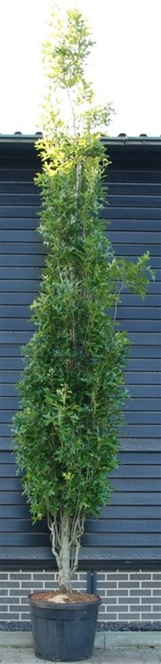Quercus palustris 'Green Pillar'