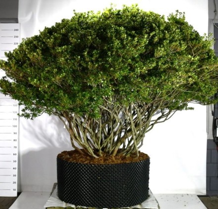 Rhododendron (AJ) 'Aladdin Scout'