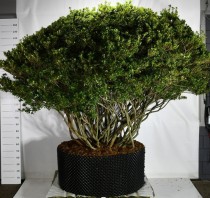 Rhododendron (AJ) 'Aladdin Scout'