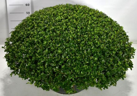 Rhododendron (AJ) 'Amoenum'