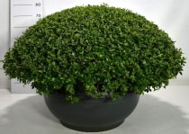 Rhododendron (AJ) 'Amoenum'