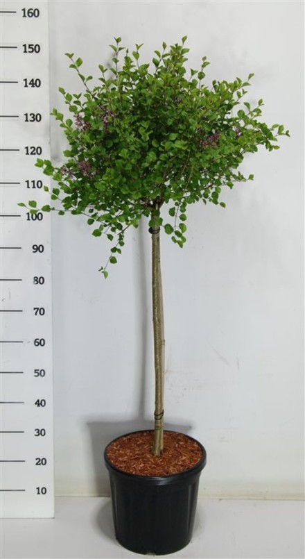 Syringa meyeri 'Palibin'