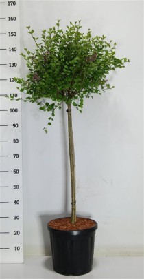 Syringa meyeri 'Palibin'