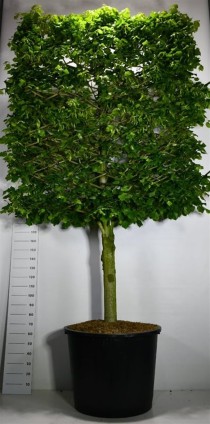 Tilia platyphyllos