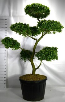 Ulmus 