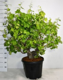 Vitis vinifera