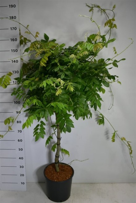 Wisteria brach. 'Yokohama fuji'