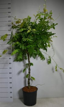 Wisteria brach. 'Yokohama fuji'