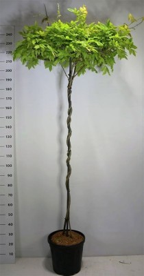 Wisteria brach. 'Yokohama fuji'