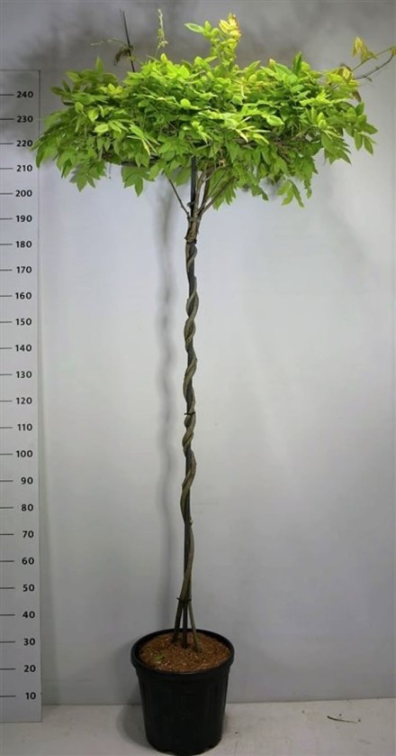 Wisteria brach. 'Yokohama fuji'