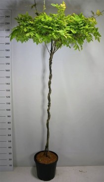 Wisteria brach. 'Yokohama fuji'