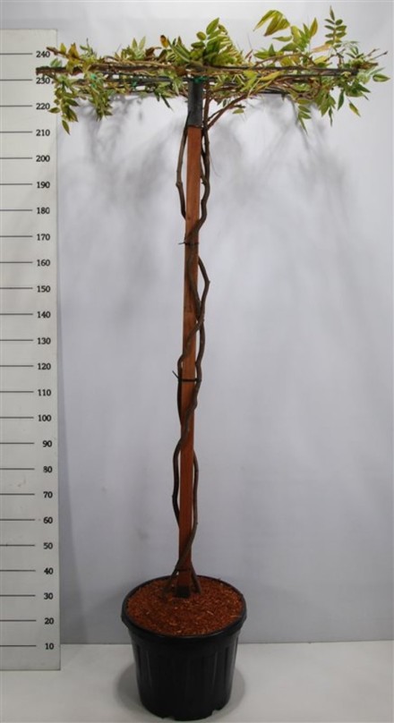 Wisteria brach. 'Yokohama fuji'