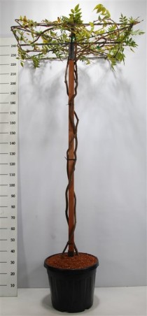 Wisteria brach. 'Yokohama fuji'