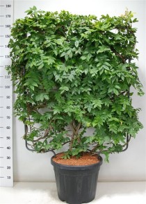 Wisteria brach. 'Yokohama fuji'